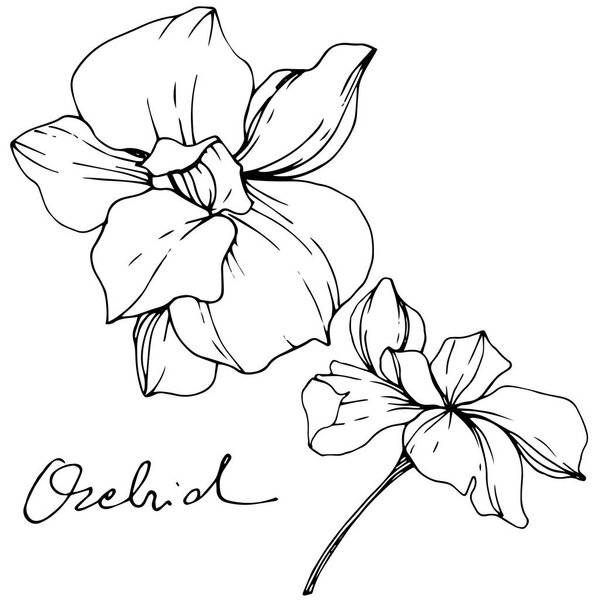 Beautiful orchid flowers. Black and white engraved ink art. Isolated orchids illustration element on white background.