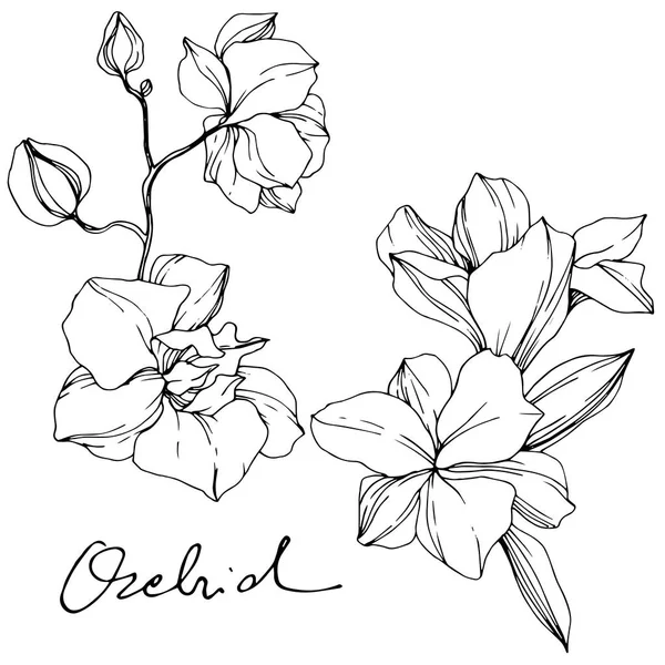 Schöne Orchideenblüten Schwarz Weiß Gestochene Tuschekunst Isolierte Orchideen Illustrationselement Auf — Stockvektor