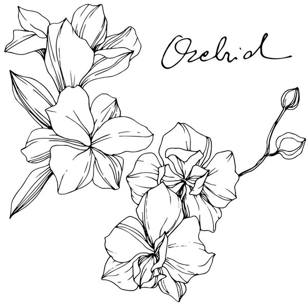 Красивые цветы из орхидеи. Черно-белый рисунок чернил. Изолированный элемент иллюстрации орхидей на белом фоне
.