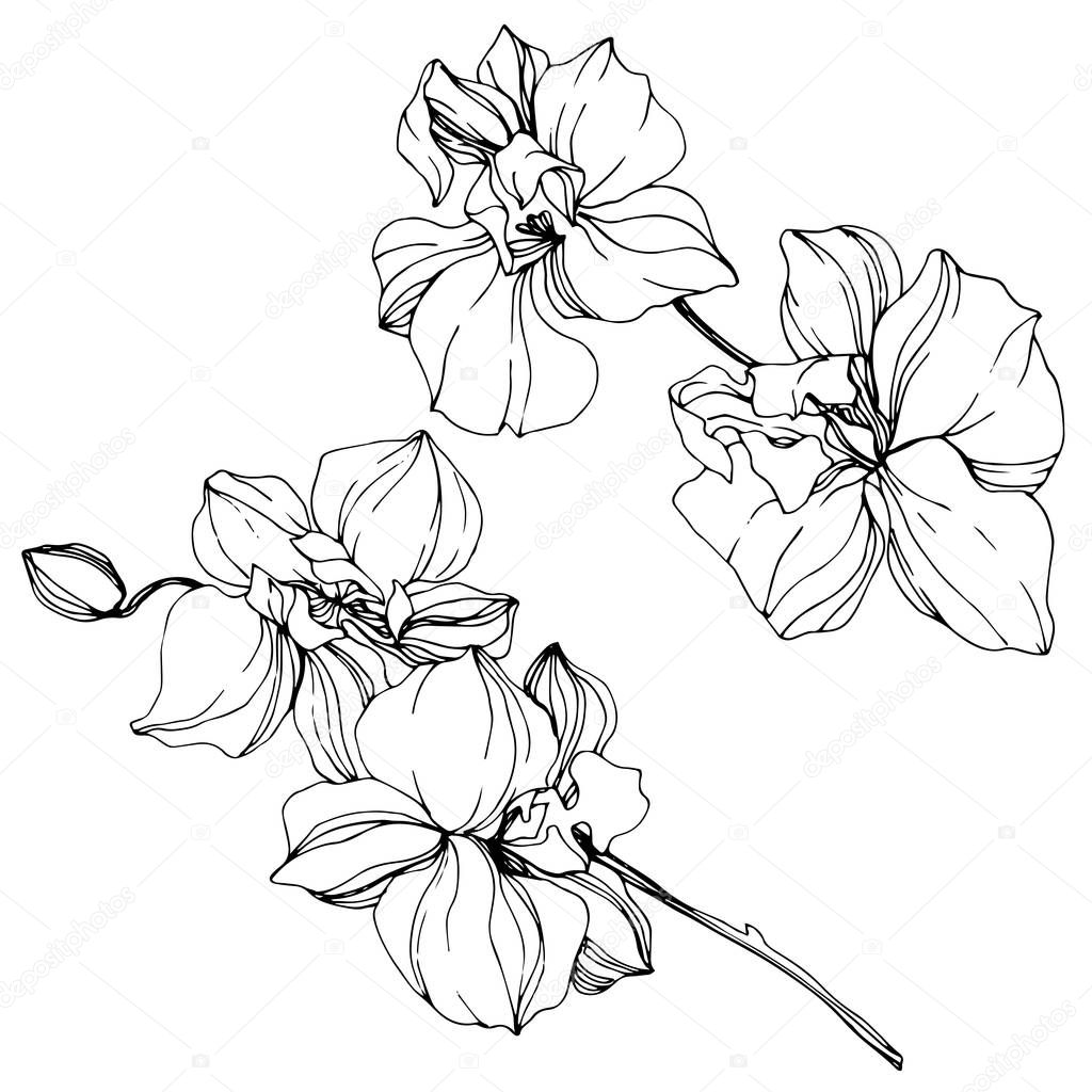 Beautiful black and white orchid flowers engraved ink art. Isolated orchids illustration element on white background.