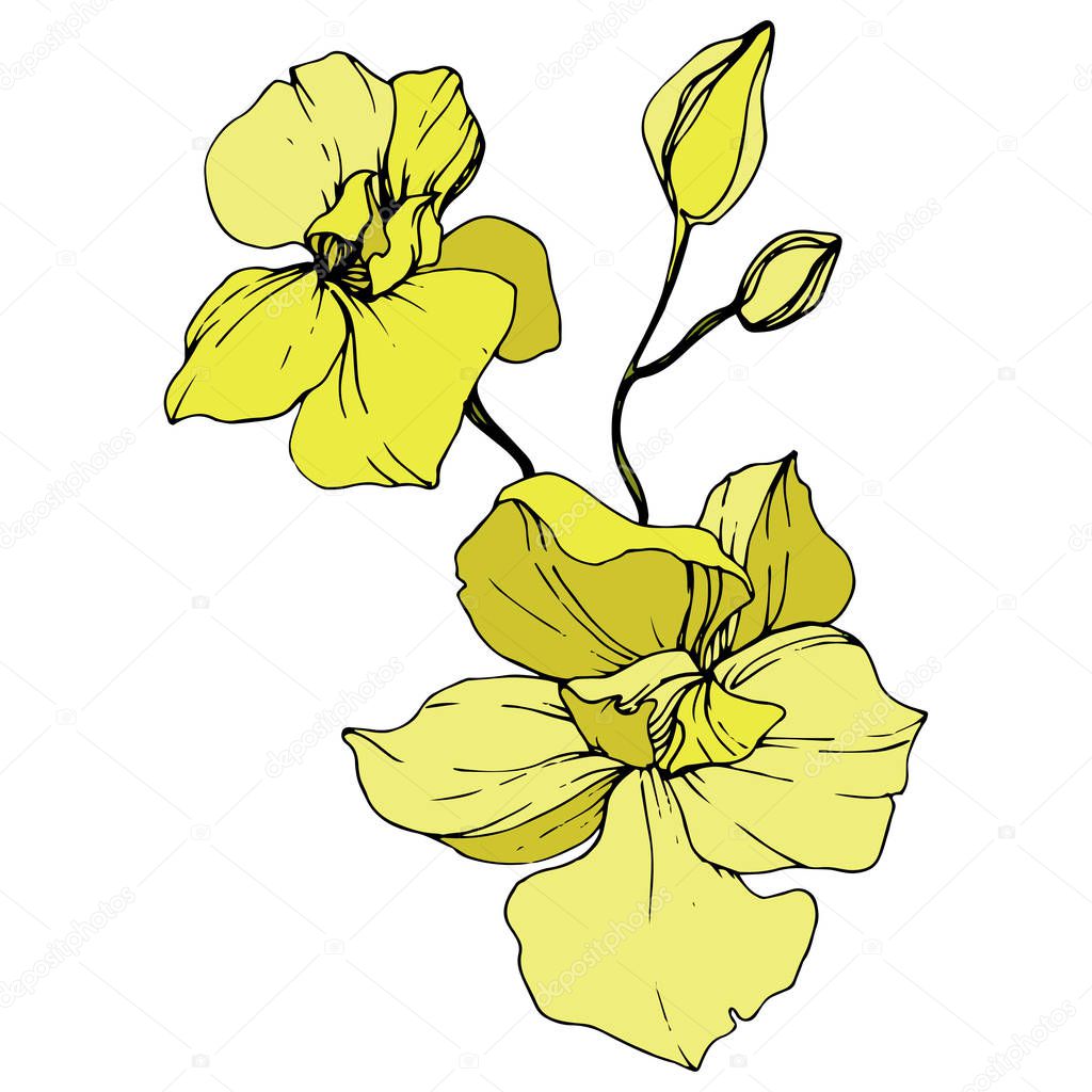 Beautiful yellow orchid flowers. Engraved ink art. Isolated orchids illustration element on white background.