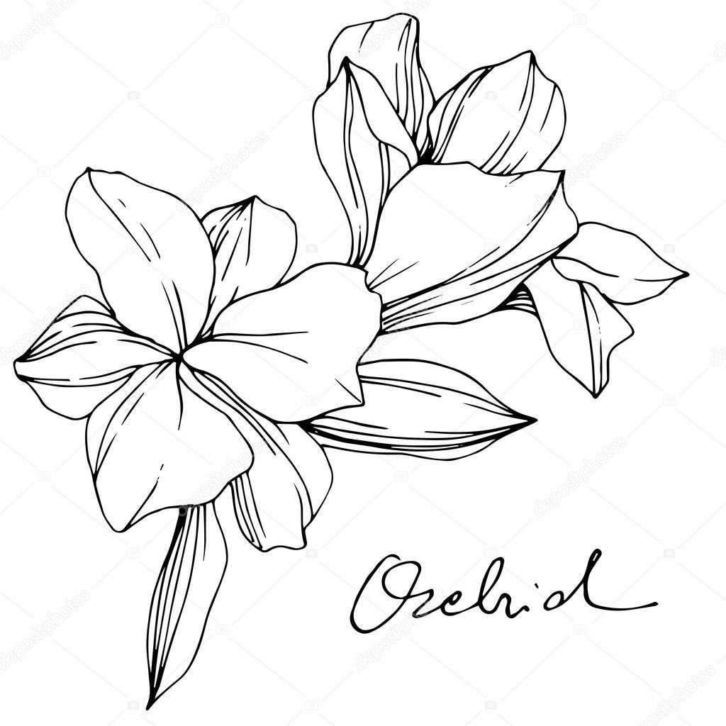 Beautiful orchid flowers. Black and white engraved ink art. Isolated orchids illustration element on white background.