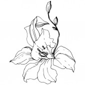 Gyönyörű orchidea virág. Fekete-fehér vésett tinta art. Elszigetelt orchidea ábra elem fehér háttér.