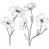 Vektor. Izolované květy lnu ilustrace prvek na bílém pozadí. Černá a bílá vyryto inkoust umění.