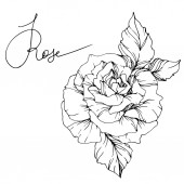 Květ růže nádherné vektorové izolovaných na bílém pozadí. Černá a bílá vyryto inkoust umění.