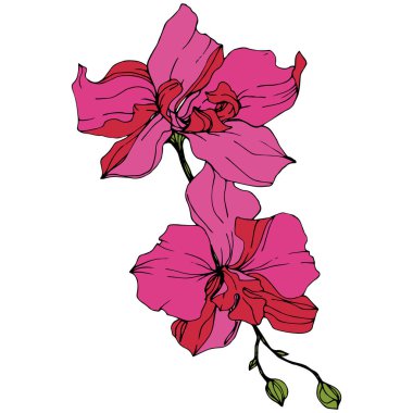 Pembe orkide çiçekler çok güzel. Oyulmuş mürekkep sanat. Orkide illüstrasyon öğe beyaz arka plan üzerinde.