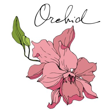 Pembe orkide çiçekler çok güzel. Oyulmuş mürekkep sanat. Orkide illüstrasyon öğe beyaz arka plan üzerinde.
