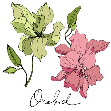 Sarı ve Pembe orkide çiçekler. Oyulmuş mürekkep sanat. İzole orkide illüstrasyon öğe beyaz arka plan üzerinde.