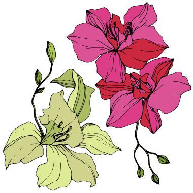Sarı ve Pembe orkide çiçekler. Oyulmuş mürekkep sanat. İzole orkide illüstrasyon öğe beyaz arka plan üzerinde.