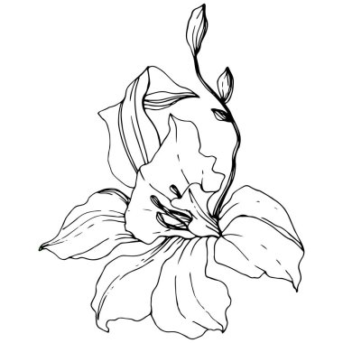 Güzel orkide çiçek. Siyah ve beyaz mürekkep sanat kazınmış. Beyaz arka plan üzerinde Orkide illüstrasyon izole öğesi.