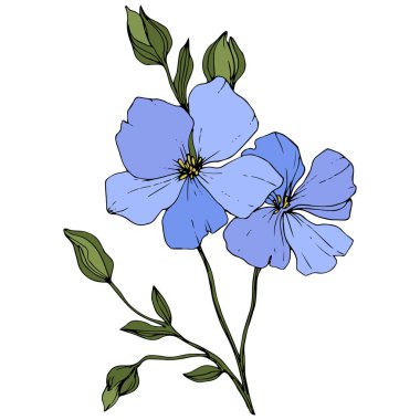 Güzel mavi keten çiçekler üzerinde beyaz izole yeşil yaprakları ile. Oyulmuş mürekkep sanat.