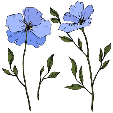 Güzel mavi keten çiçekler üzerinde beyaz izole yeşil yaprakları ile. Oyulmuş mürekkep sanat.