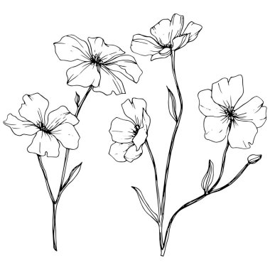 Vektör. Beyaz arka plan üzerinde izole keten çiçek çizim öğesi. Siyah ve beyaz mürekkep sanat kazınmış.