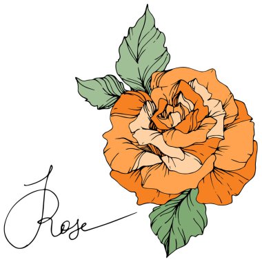 Beyaz arka plan üzerinde izole yeşil yaprakları ile güzel turuncu gül çiçek. Oyulmuş mürekkep sanat.