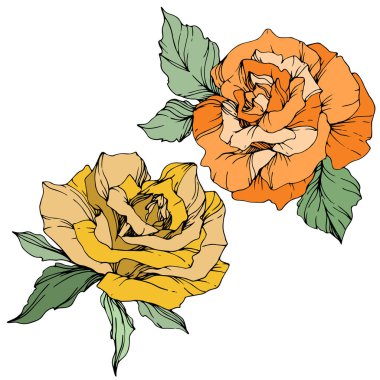 Vektör. Sarı ve turuncu gül izole beyaz zemin üzerine yeşil yaprakları ile. Oyulmuş mürekkep sanat.