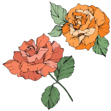 Vektör. Turuncu ve mercan gül izole beyaz zemin üzerine yeşil yaprakları ile. Oyulmuş mürekkep sanat.