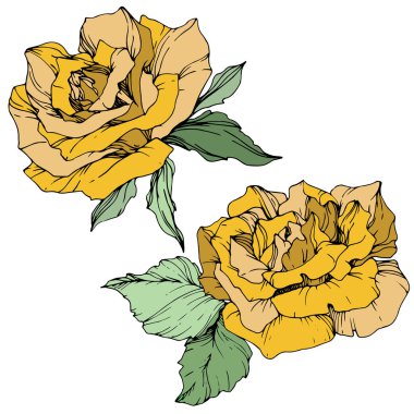 Güzel sarı gül çiçekleri yeşil yaprakları ile. İzole gül illüstrasyon öğesi. Oyulmuş mürekkep sanat.