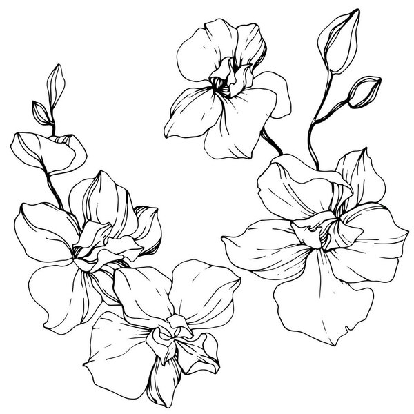 Beautiful orchid flowers. Black and white engraved ink art. Isolated orchids illustration element on white background.