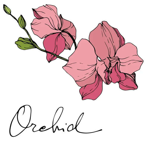 Vackra Rosa Orkidé Blommor Graverade Bläck Konst Orkidéer Illustration Element — Stock vektor