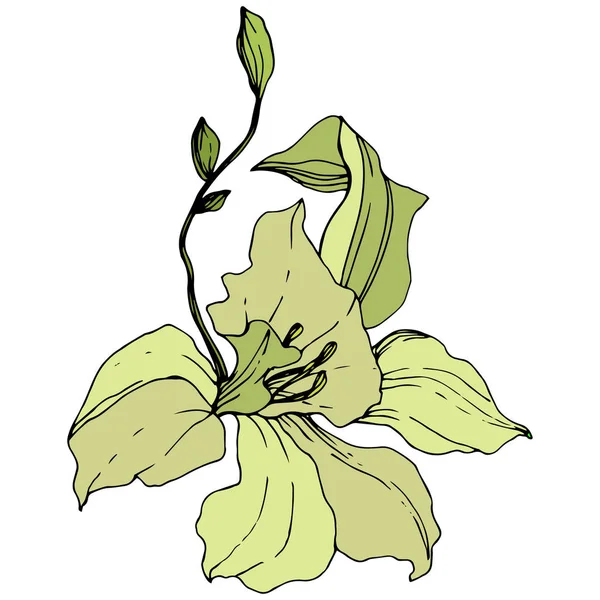 Mooie Gele Orchidee Bloem Gegraveerde Inkt Art Geïsoleerde Orchidee Afbeelding — Stockvector