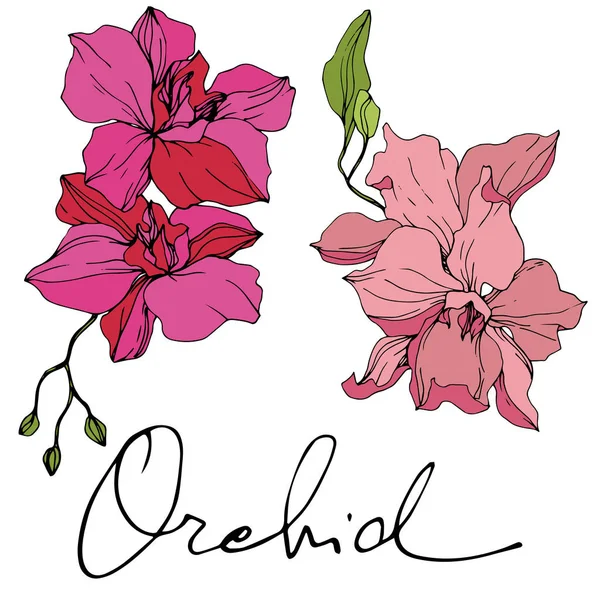 Bellissimi Fiori Orchidea Rosa Incisione Inchiostro Art Elemento Illustrazione Dei — Vettoriale Stock
