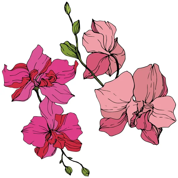 Hermosas Flores Orquídea Rosa Arte Tinta Grabada Elemento Ilustrativo Orquídeas — Vector de stock