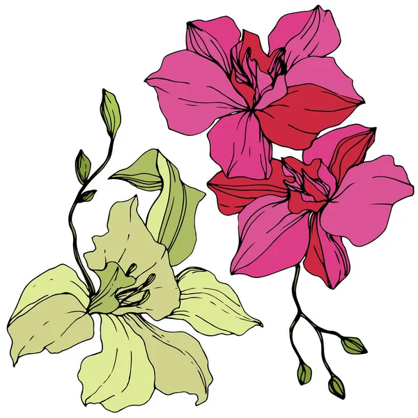 Gele Roze Orchideebloemen Gegraveerde Inkt Art Geïsoleerde Orchideeën Illustratie Element — Stockvector