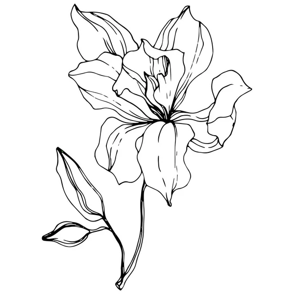 Hermosa Flor Orquídea Tinta Grabada Blanco Negro Elemento Ilustración Orquídea — Vector de stock