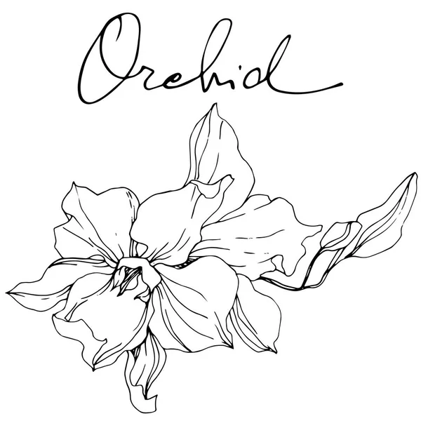 Belle Fleur Orchidée Encre Gravée Noir Blanc Elément Illustration Orchidée — Image vectorielle