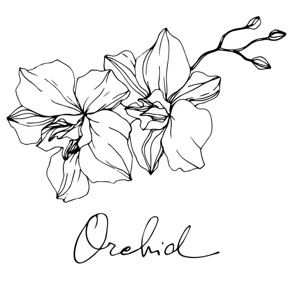 Hermosas Flores Orquídea Tinta Grabada Blanco Negro Elemento Ilustración Orquídeas — Archivo Imágenes Vectoriales