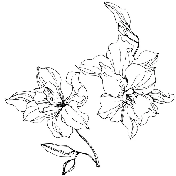 Bellissimi Fiori Orchidea Inchiostro Inciso Bianco Nero Art Elemento Isolato — Vettoriale Stock