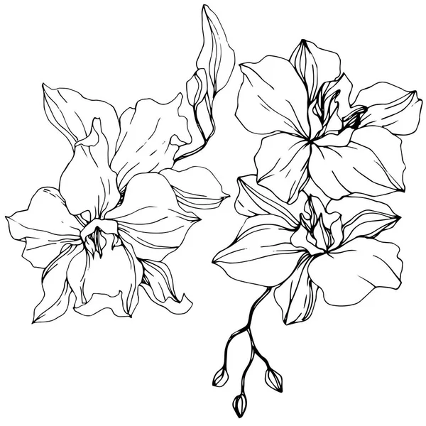 Hermosas Flores Orquídea Tinta Grabada Blanco Negro Elemento Ilustración Orquídeas — Archivo Imágenes Vectoriales