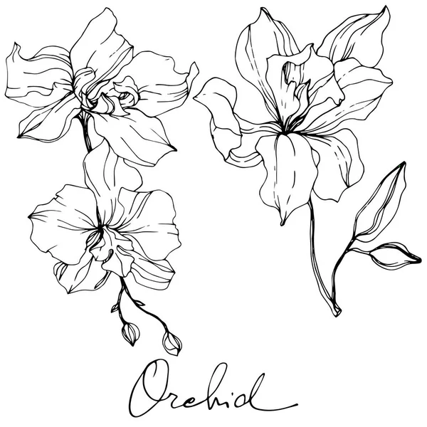 Schöne Orchideenblüten Schwarz Weiß Gestochene Tuschekunst Isolierte Orchideen Illustrationselement Auf — Stockvektor