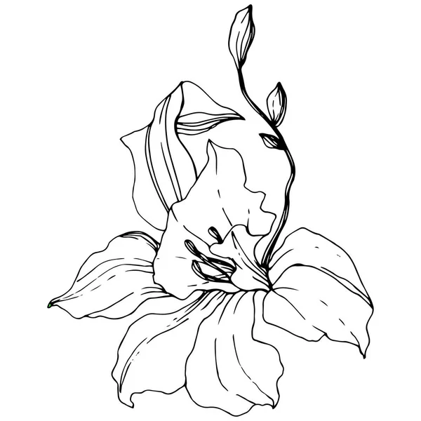 Hermosa Flor Orquídea Tinta Grabada Blanco Negro Elemento Ilustración Orquídea — Vector de stock