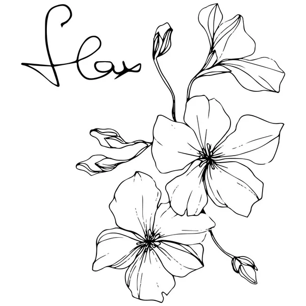 ベクトル 白い背景の分離の亜麻の花の図要素 黒と白の刻まれたインク アート — ストックベクタ