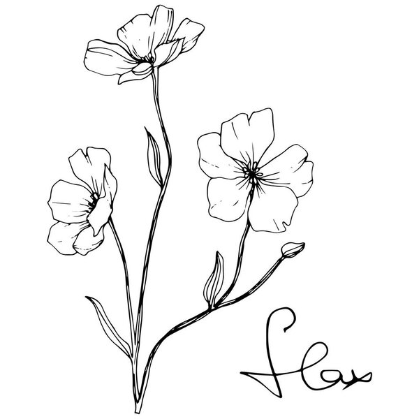 Vector. Isolated flax flowers illustration element on white background. Black and white engraved ink art.