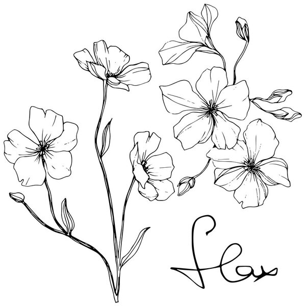 Vector. Isolated flax flowers illustration element on white background. Black and white engraved ink art.