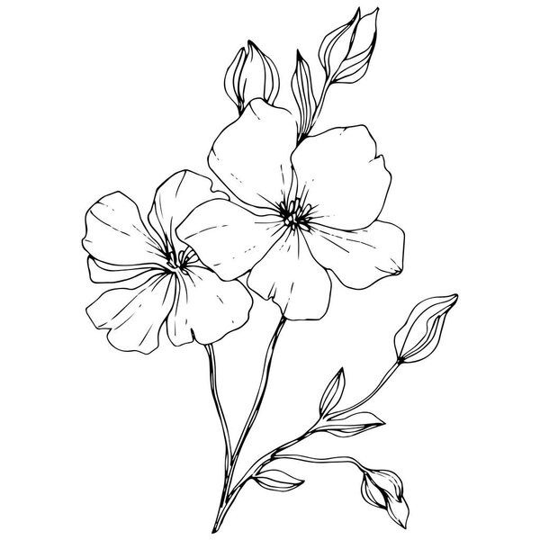 Vector. Isolated flax flowers illustration element on white background. Black and white engraved ink art.