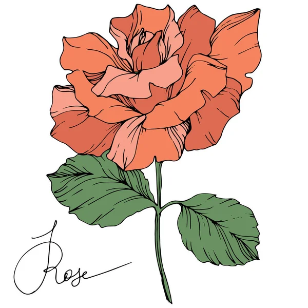 Beyaz arka plan üzerinde izole yeşil yaprakları ile güzel mercan gül çiçek. Oyulmuş mürekkep sanat.