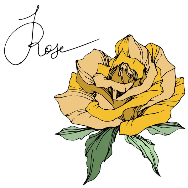 Frumoasă Floare Trandafir Galben Frunze Verzi Element Izolat Ilustrare Trandafirului — Vector de stoc