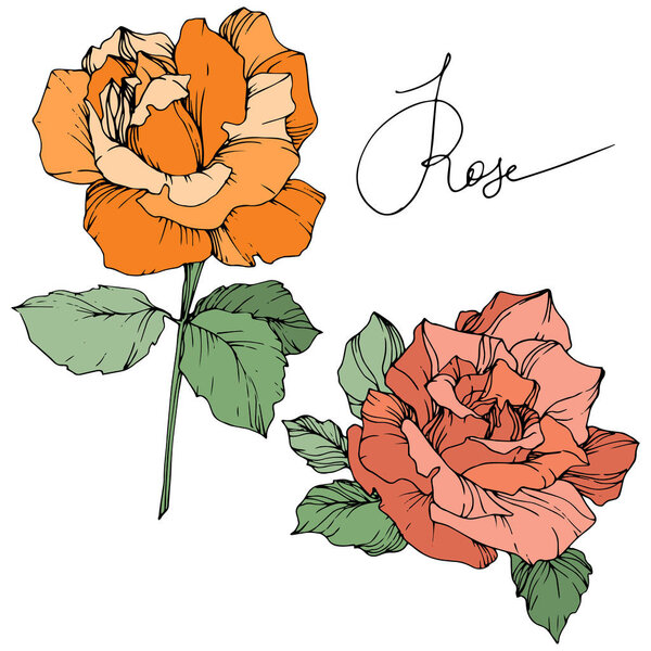 Vector. Orange and coral roses with green leaves isolated on white background. Engraved ink art.