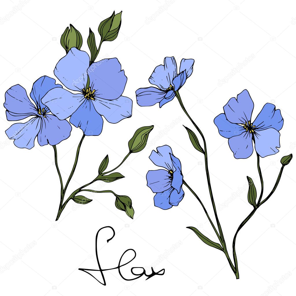 Beautiful blue flax flowers with green leaves isolated on white. Engraved ink art.