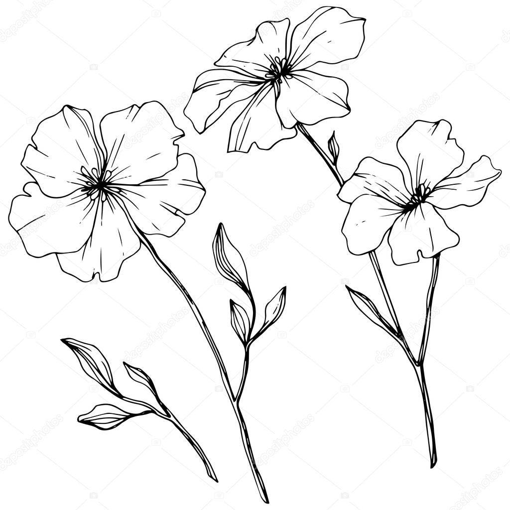 Vector. Isolated flax flowers illustration element on white background. Black and white engraved ink art.