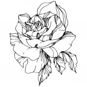Květ růže nádherné vektorové izolovaných na bílém pozadí. Černá a bílá vyryto inkoust umění.