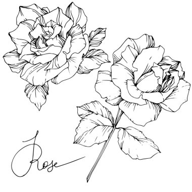 Güzel vektör çiçek beyaz arka plan üzerinde izole yükseldi. Siyah ve beyaz mürekkep sanat kazınmış.