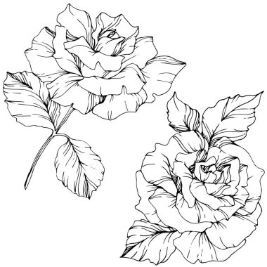 Beautiful vector rose flowers isolated on white background. Black and white engraved ink art. clipart