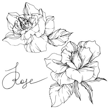Beautiful vector rose flowers isolated on white background. Black and white engraved ink art. clipart