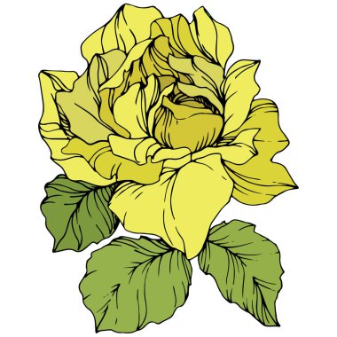 Güzel sarı gül çiçek yeşil yaprakları ile. Gül illüstrasyon izole öğesi. Oyulmuş mürekkep sanat.