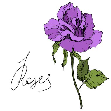 Vector. Beautiful purple rose flower with green leaves isolated on white background. Engraved ink art. clipart