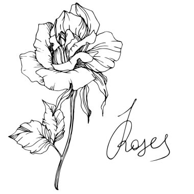 Beyaz arka plan üzerinde izole güzel vektör gül çiçek. Siyah ve beyaz mürekkep sanat kazınmış.